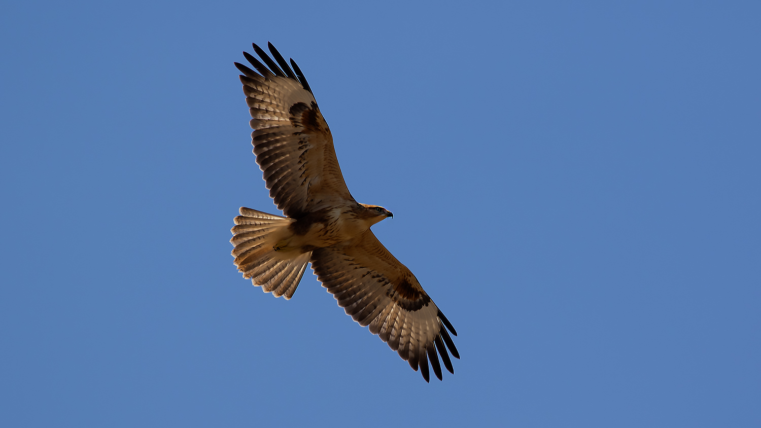 Long-legged Buzzard